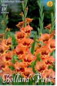 Bulbi de primavara gladiolus Alice