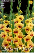 Bulbi de primavara gladiolus Safari