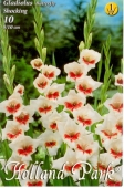 Bulbi de primavara gladiolus Shocking