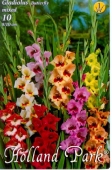 Bulbi de primavara gladiolus Butterfly Mix de culori