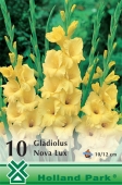 Bulbi de primavara gladiolus Nova Lux