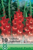 Bulbi de primavara gladiolus Traderhorn