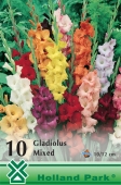 Bulbi de primavara gladiolus Mix de culori