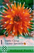 Bulbi de primavara dalie cactus Couleur Spectacle