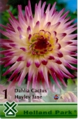 Bulbi de primavara dalie cactus Hayley Jane