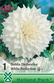 Bulbi de primavara dalie decorativ White Perfection