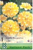 Bulbi de primavara dalie japan Bahama Yellow