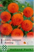 Bulbi de primavara dalie pompon Bantling