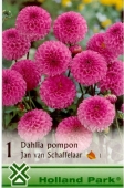 Bulbi de primavara dalie pompon Jan van Schaffelaar