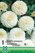 Bulbi de primavara dalie pompon Snow Flake