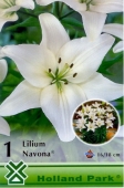 Bulbi de primavara lilium Navona