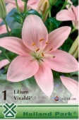 Bulbi de primavara lilium Vivaldi