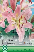 Bulbi de primavara lilium Bergamo