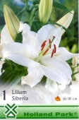 Bulbi de primavara lilium Siberia