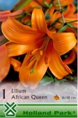 Bulbi de primavara lilium African Queen