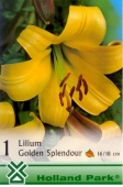 Bulbi de primavara lilium Golden Splendour