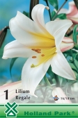 Bulbi de primavara lilium Regale