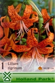 Bulbi de primavara lilium Tigrinum