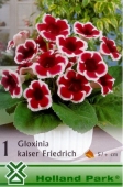 Bulbi de primvara gloxinia Kaiser Friedrich rosu-alb