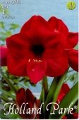 Bulbi de primavara hippeastrum Rosu