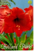 Bulbi de primavara hippeastrum Portocaliu