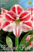 Bulbi de primavara hippeastrum Striat