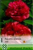 Bulbi de primavara paeonia sinensis Rosu