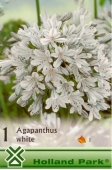 Bulbi de primavara  Agapanthus Umbellatus Alb