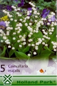 Bulbi de primavara Convallaria Majalis