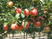 Pomi fructiferi mar Florina