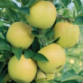 Pomi fructiferi mar Golden delicios