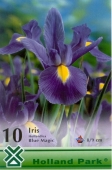 Bulbi de toamna iris hollandica Blue Magic